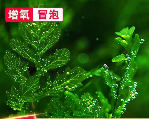 黑木蕨叶子卷曲的原因和处理方法（黑木蕨叶子卷曲可能的原因和如何处理黑木蕨叶子卷曲问题）-第2张图片-绿意生活