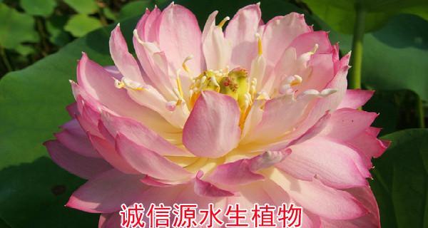 金鱼藻的种子及其种植方法（探究金鱼藻的种子来源和种植技巧，从而培育出美丽健康的金鱼藻）-第1张图片-绿意生活