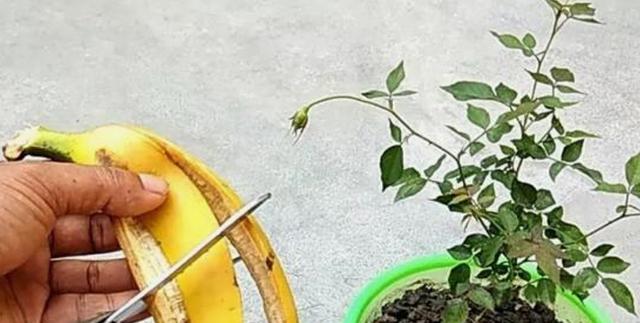 板栗壳做花肥的方法（从废弃物到有机肥料，让花草茂盛生长）-第3张图片-绿意生活