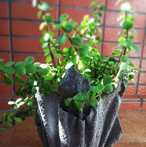 高盆种植指南（选择高盆合适的植物，打造美丽的绿色空间）-第2张图片-绿意生活