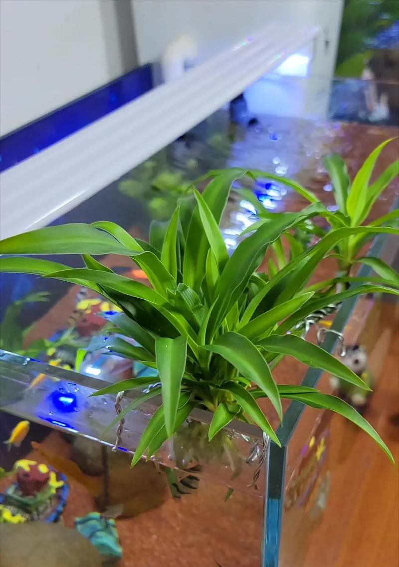 金鱼吊兰的正确浇水方法（保持土壤湿润是关键，浇水要讲究时机和方法）-第1张图片-绿意生活