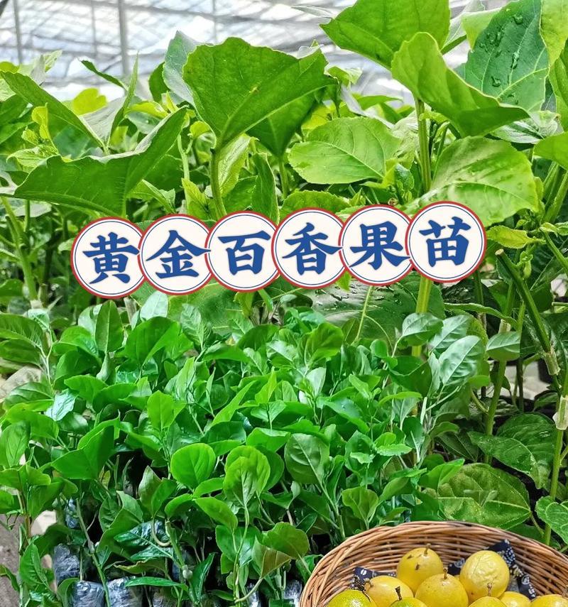 百香果（了解百香果的生长习性和栽培技巧）-第3张图片-绿意生活