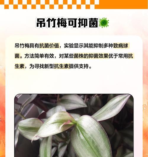 冬季养护吊竹梅，做好六步骤（打造花园里的美丽，让吊竹梅越冬更加健康）-第2张图片-绿意生活