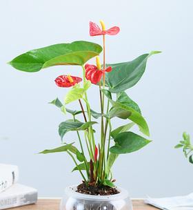 红掌的盆栽技巧（如何选择盆栽及养护技巧）-第2张图片-绿意生活