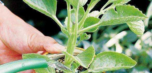 茶叶水是否适合浇花？（探究茶叶水对植物的影响）-第1张图片-绿意生活