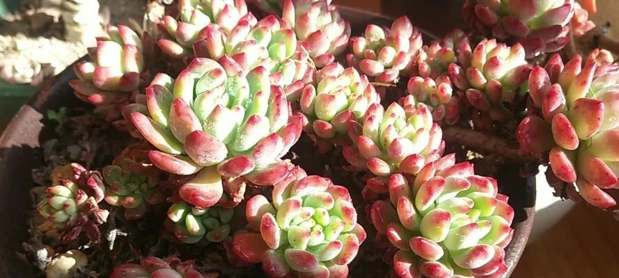 如何养护蓝苹果（打造最佳生长环境，品尝独特口感）-第3张图片-绿意生活