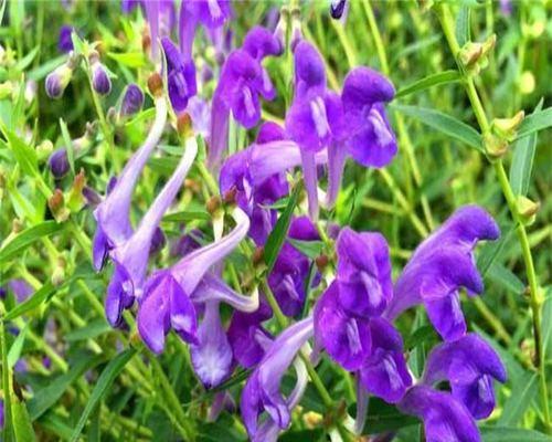黄芩的种植技巧——从播种到发芽出苗全解析（掌握黄芩种植时间，事半功倍）-第2张图片-绿意生活