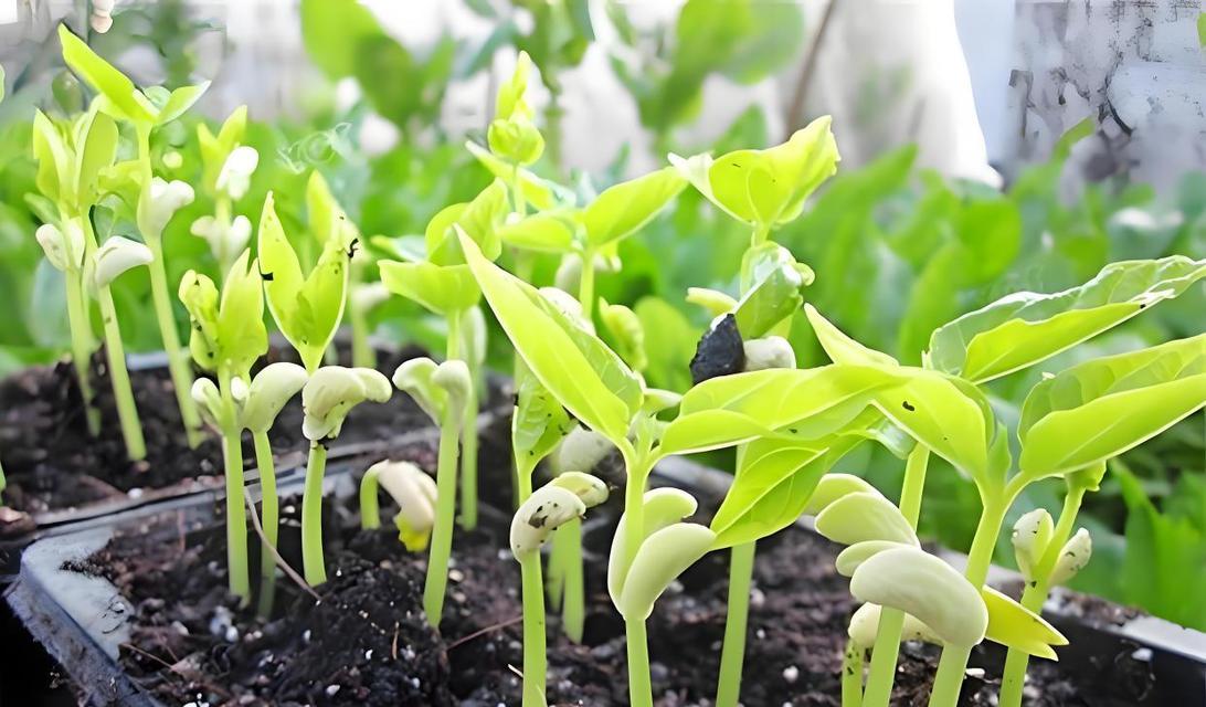 黄芩的种植技巧——从播种到发芽出苗全解析（掌握黄芩种植时间，事半功倍）-第3张图片-绿意生活