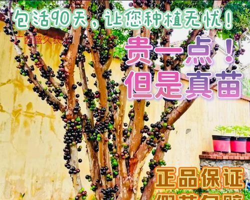 嘉宝果为何在冬天掉叶子（探究嘉宝果冬季掉叶现象及解决方法）-第2张图片-绿意生活