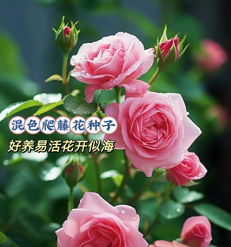 家里种蔷薇花的风水影响（风水学的角度看蔷薇花，蔷薇花带来的好处、注意事项）-第3张图片-绿意生活