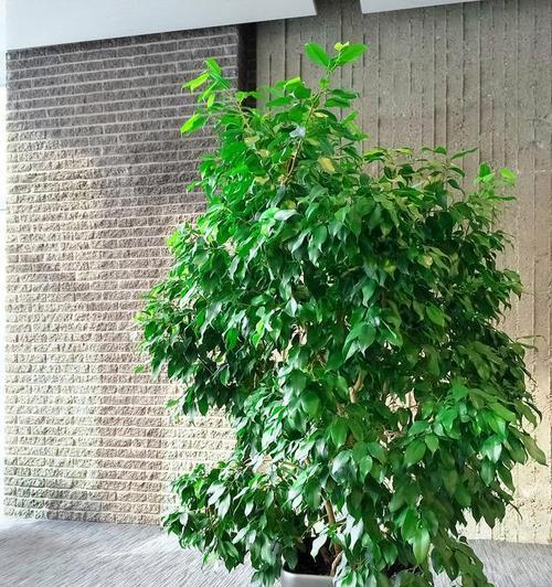 大盆幸福树换土全攻略（让你的幸福树焕发生机，轻松掌握换土技巧）-第3张图片-绿意生活