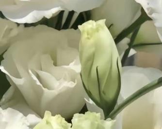 如何合理配土种植桔梗花？（桔梗花种植的土壤选择、配比和管理）-第3张图片-绿意生活