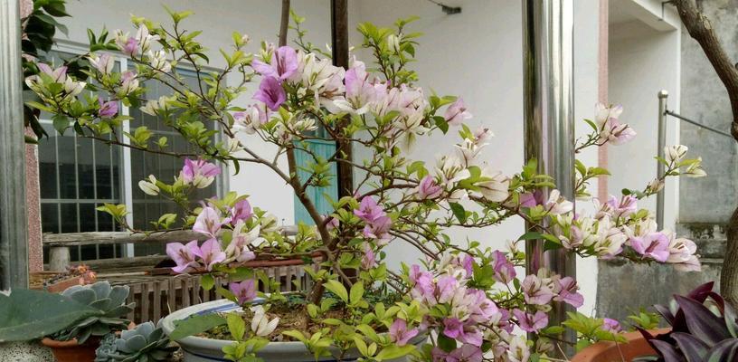 茶花摘心打顶的时间和方法（让茶花更美丽的关键步骤）-第1张图片-绿意生活