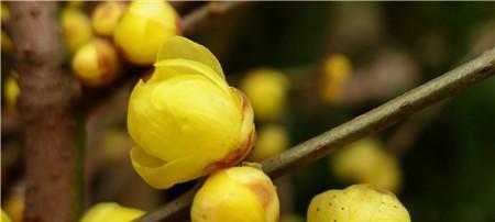 茶花摘心打顶的时间和方法（让茶花更美丽的关键步骤）-第2张图片-绿意生活