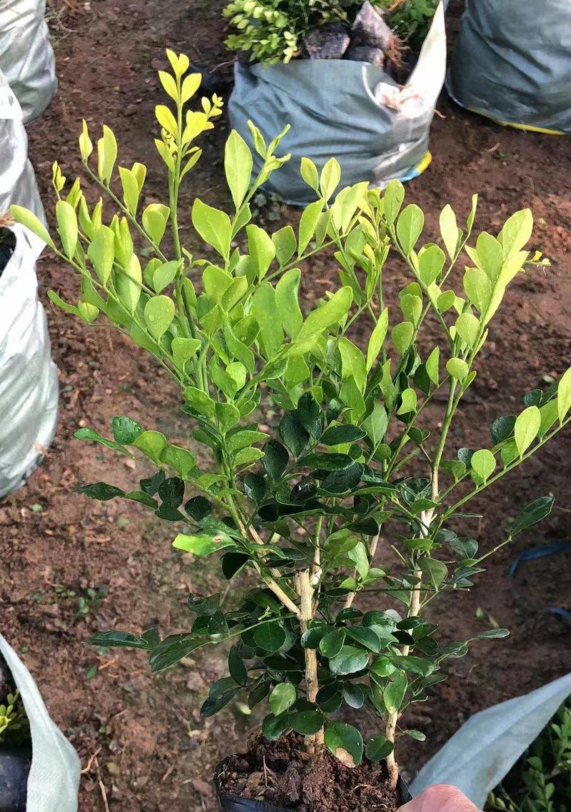 白芨喜阳还是喜阴？探究真相（阳光之花还是阴凉之草？调查白芨的生长环境）-第2张图片-绿意生活