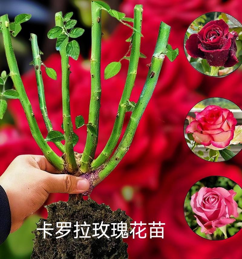 红玫瑰的花语及寓意（送礼佳选，传递爱意）-第3张图片-绿意生活