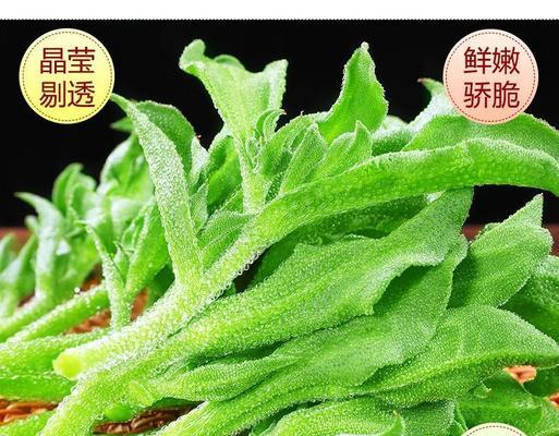 探寻冰草之乡（揭秘冰草的神秘故事与产地）-第2张图片-绿意生活
