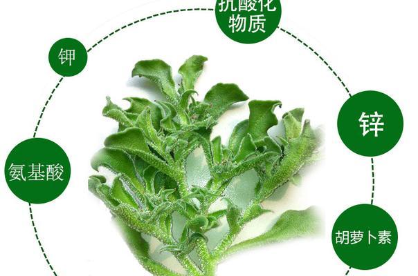 探寻冰草之乡（揭秘冰草的神秘故事与产地）-第3张图片-绿意生活
