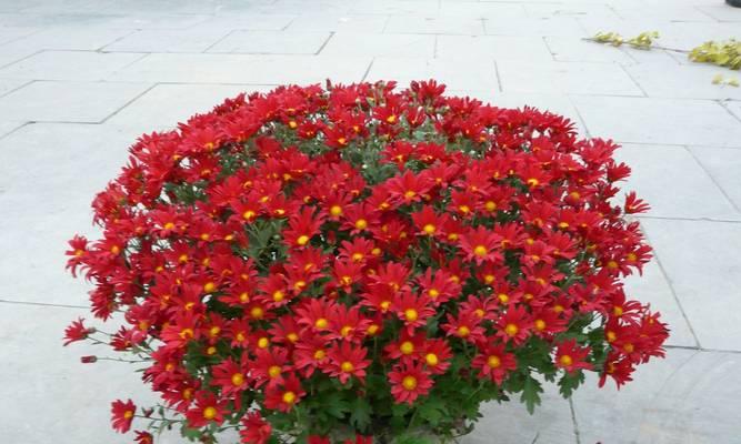 菊花（探寻菊花的生长习性及分类特点）-第3张图片-绿意生活