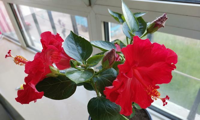 菊花（探寻菊花的生长习性及分类特点）-第2张图片-绿意生活