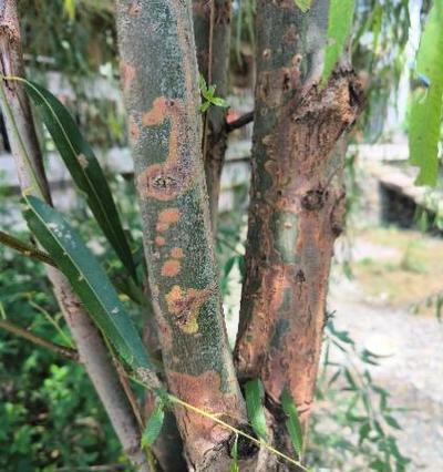 瓜子黄杨病虫害防治技术与方法措施（保护绿化树木从瓜子黄杨防治开始）-第3张图片-绿意生活