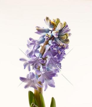 品味和风信子姐妹花（探秘和风信子的血缘花种及它们的魅力）-第1张图片-绿意生活