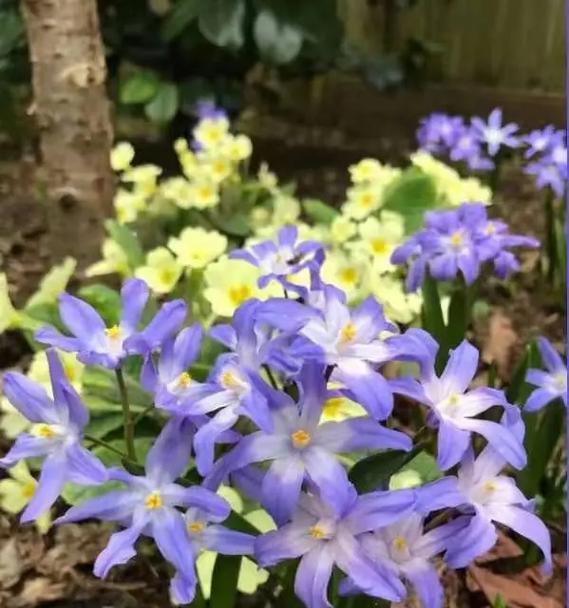品味和风信子姐妹花（探秘和风信子的血缘花种及它们的魅力）-第2张图片-绿意生活