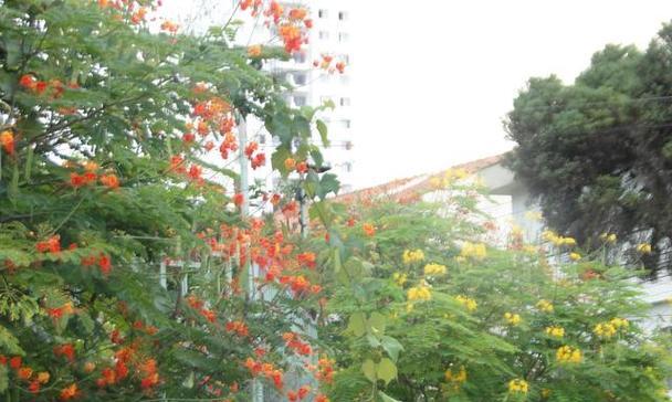家里种凌霄花，风水有何影响？（家居装饰中的风水学问题）-第1张图片-绿意生活
