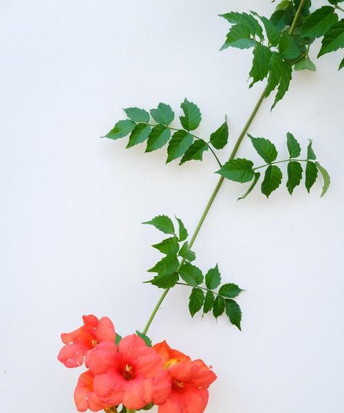 家里种凌霄花，风水有何影响？（家居装饰中的风水学问题）-第3张图片-绿意生活