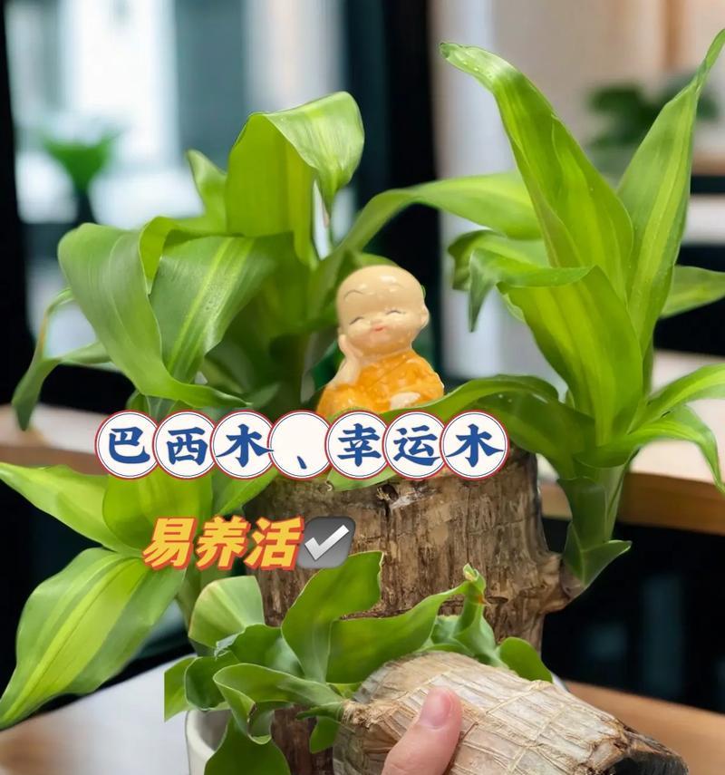 巨型树种巴西木能生存多长时间？（探究巨木王者的寿命与生长特点）-第1张图片-绿意生活