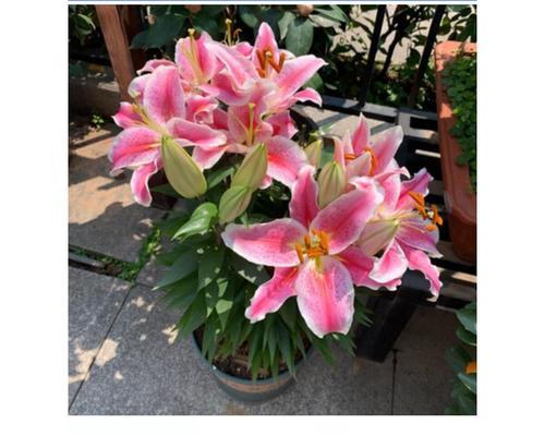 打造美丽百合，从肥料开始（自制百合花肥，让花儿更加健康美丽）-第3张图片-绿意生活