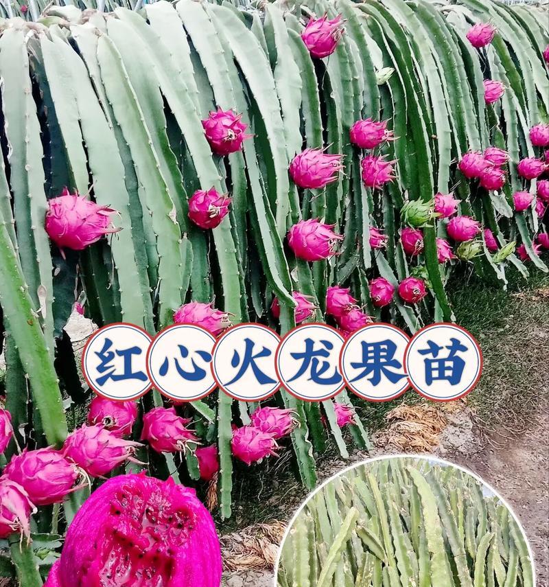 从火龙果到火龙果种子（如何种植火龙果种子以及注意事项）-第1张图片-绿意生活