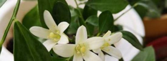 九里香的开花周期与养护方法（一年几次开花？如何养护？）-第2张图片-绿意生活