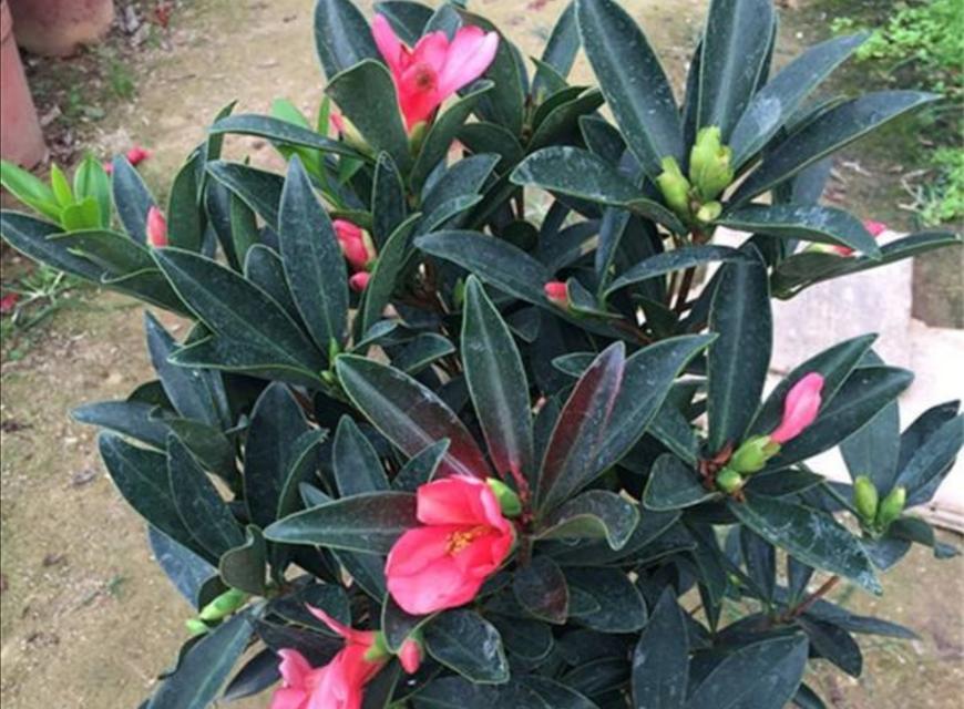 香妃茶花真的四季开花吗？（探秘香妃茶花的生长特点和繁殖方法）-第3张图片-绿意生活