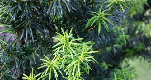 红豆杉放客厅风水之好处（打造舒适自然的居家环境，获得健康和好运）-第2张图片-绿意生活