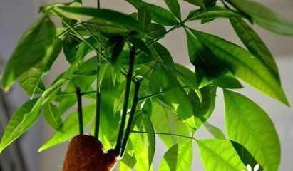 红豆杉放客厅风水之好处（打造舒适自然的居家环境，获得健康和好运）-第3张图片-绿意生活