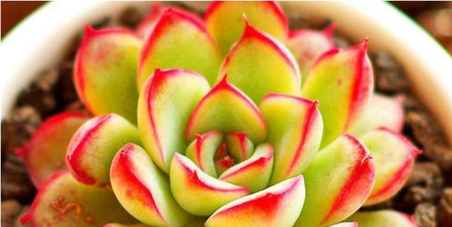 花月夜的养殖方法和注意事项（打造美丽花园，关注养殖技巧）-第3张图片-绿意生活