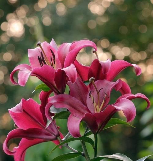 百合花不开花的原因剖析（探究百合花不开花的主要因素与解决方法）-第3张图片-绿意生活