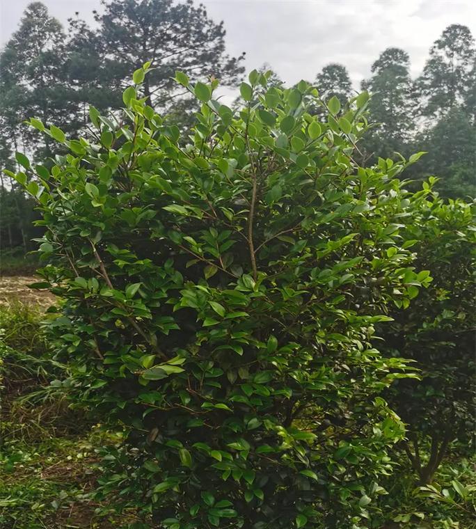 贵州种荔枝树是否可行？（探究贵州荔枝树种植的成活率和产量情况）-第3张图片-绿意生活