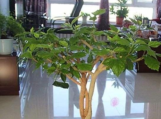 扶桑花如何扦插繁殖？-图解扶桑花插枝方法（轻松掌握扶桑花扦插技巧，快速繁殖美丽扶桑花）-第1张图片-绿意生活