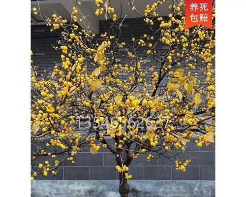红梅移栽最佳时间（掌握正确时间，让红梅生长更美丽）-第2张图片-绿意生活