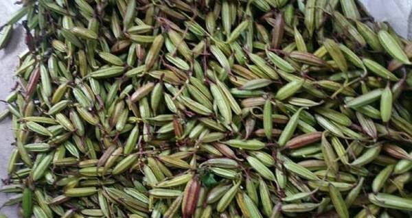 如何为白芨选择最佳肥料？（选择适合白芨的肥料可以提高产量和品质）-第3张图片-绿意生活