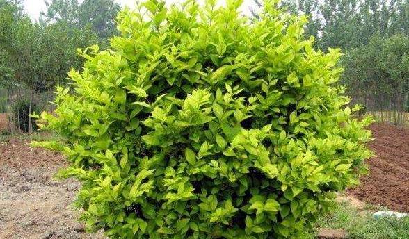 大叶女贞：一种具有高观赏价值的乔木植物-第3张图片-绿意生活