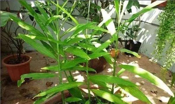 废油的妙用——为您的花园带来生机（废油适合浇什么花？探讨废油在园艺中的运用）-第3张图片-绿意生活