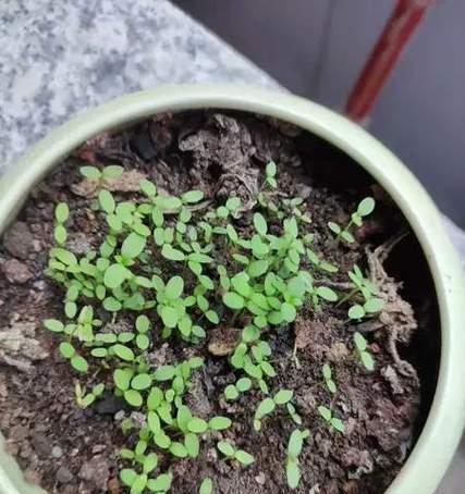 鸡冠花花期详解（花期分析，生长环境，养护技巧）-第1张图片-绿意生活