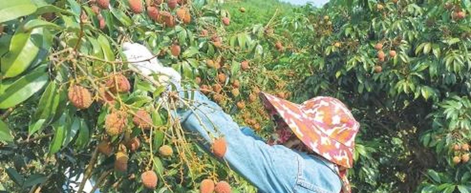 海南荔枝上市时间及成熟季节分析（品尝鲜美海南荔枝，你需要知道的时间和地点）-第2张图片-绿意生活