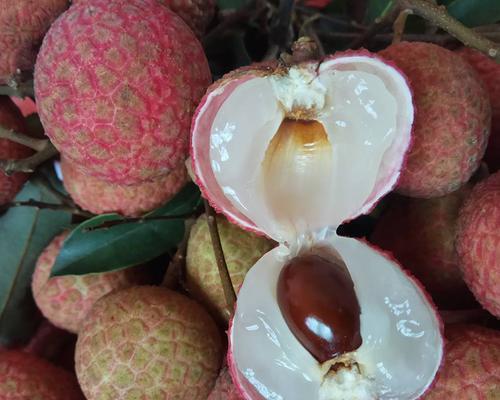 海南荔枝上市时间及成熟季节分析（品尝鲜美海南荔枝，你需要知道的时间和地点）-第3张图片-绿意生活