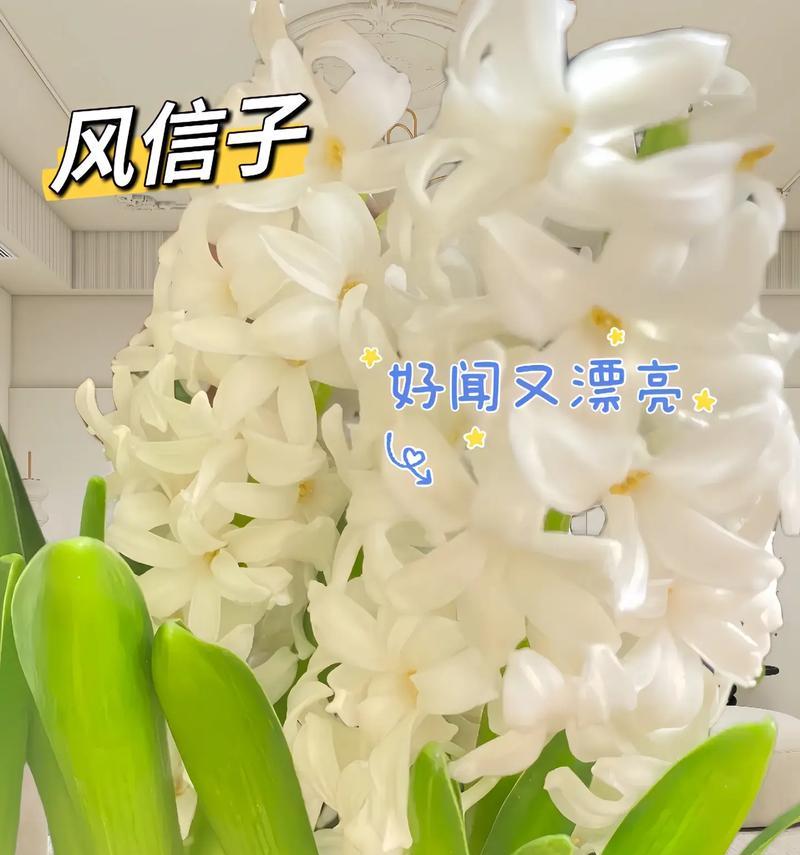 探秘和风信子近似的花（相似之处与区别，这个带你寻觅花海）-第2张图片-绿意生活