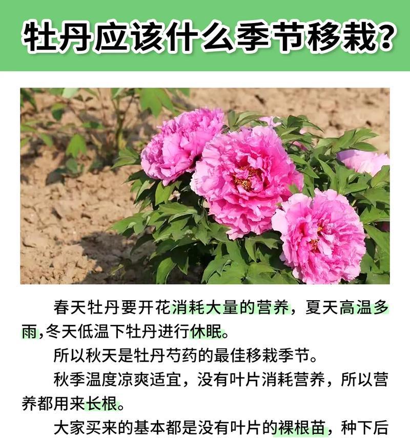 红梅移栽的最佳时间（选择合适时间，让红梅重新焕发生机）-第2张图片-绿意生活