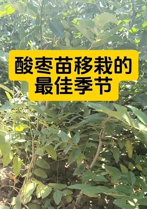 红梅移栽的最佳时间（选择合适时间，让红梅重新焕发生机）-第3张图片-绿意生活